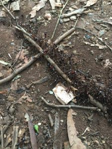 Safari myror på krigstigen