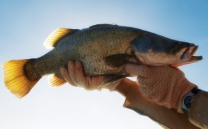 con-bay-barramundi