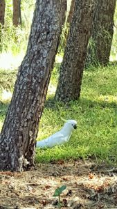 flinders-campus-parrot