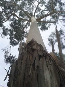 ´Meeting tree in the middle of the campus´